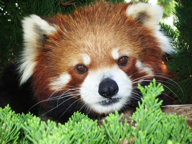 森の中の動物園 到津の森公園 ITOZU YORU ZOO ～夜の動物園】アクセス・イベント